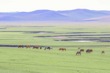 �ڲ��������רҵЧ��,����Ϊ��