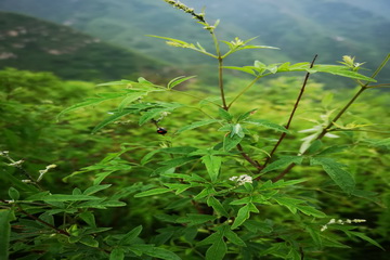 �ڲ��������רҵЧ��,����Ϊ��