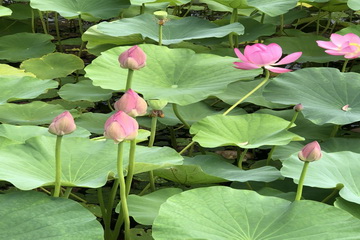 �ڲ��������רҵЧ��,����Ϊ��