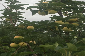 �ڲ��������רҵЧ��,����Ϊ��