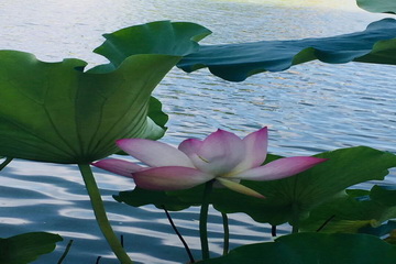 �ڲ��������רҵЧ��,����Ϊ��