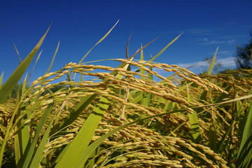 �ڲ��������רҵЧ��,����Ϊ��