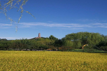 �ڲ��������רҵЧ��,����Ϊ��