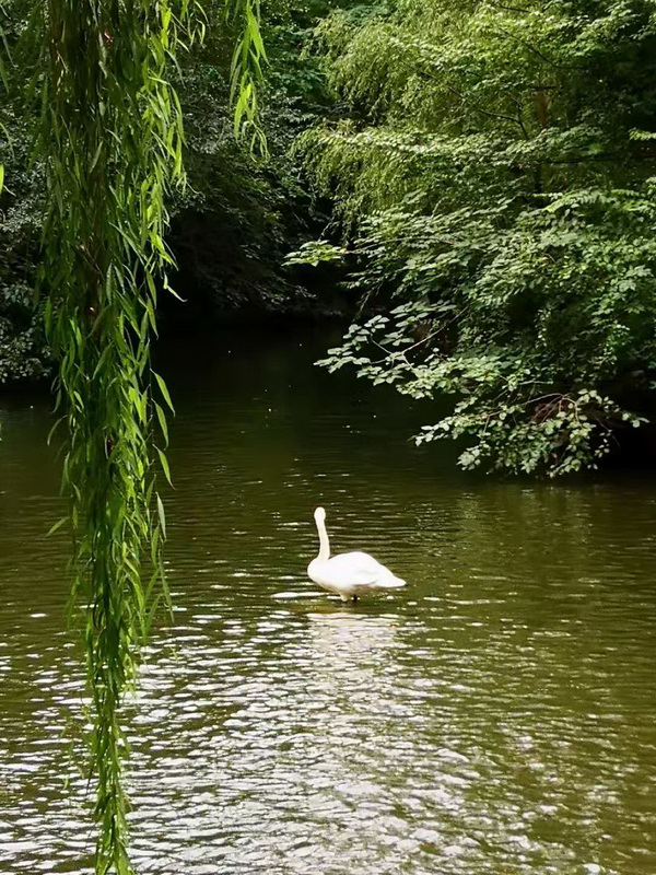 �ڲ��������רҵЧ��,����Ϊ��