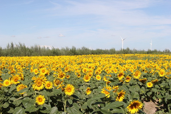 �ڲ��������רҵЧ��,����Ϊ��