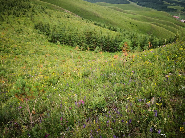 �ڲ��������רҵЧ��,����Ϊ��