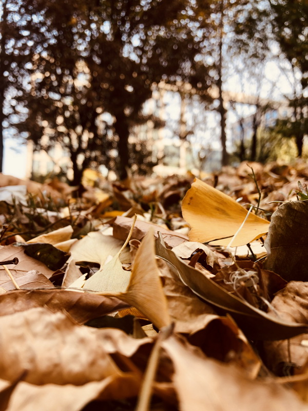 �ڲ��������רҵЧ��,����Ϊ��