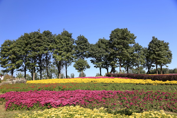 �ڲ��������רҵЧ��,����Ϊ��