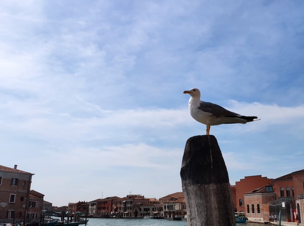 �ڲ��������רҵЧ��,����Ϊ��