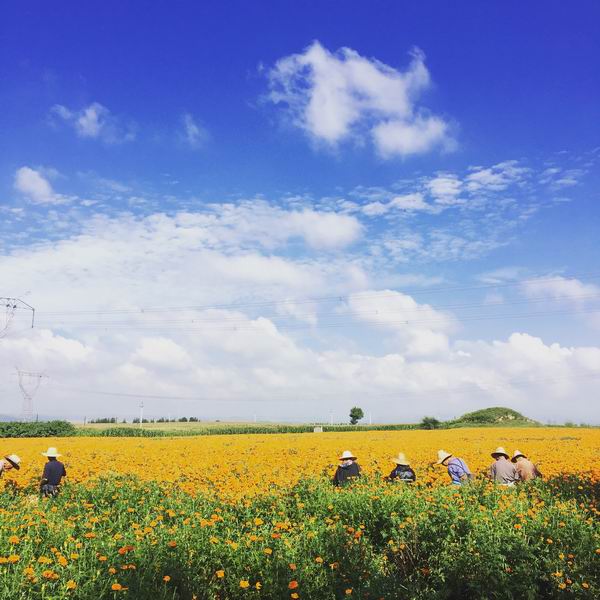 �ڲ��������רҵЧ��,����Ϊ��