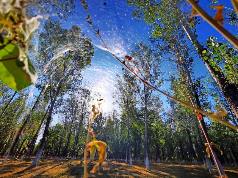 �ڲ��������רҵЧ��,����Ϊ��