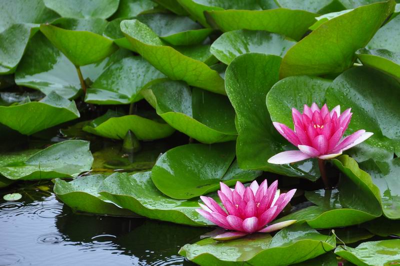 �ڲ��������רҵЧ��,����Ϊ��