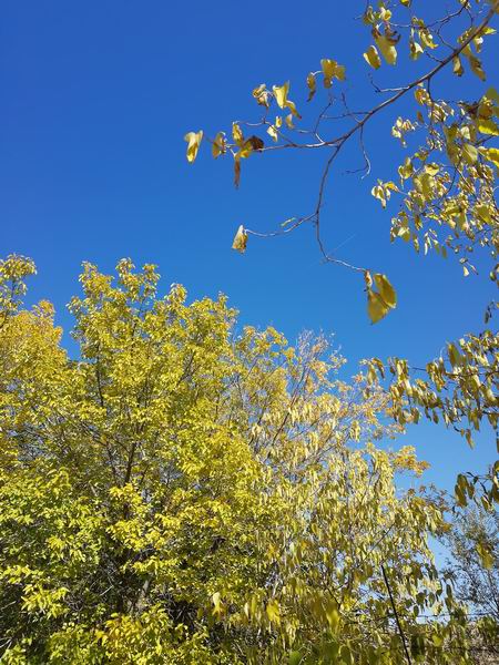 �ڲ��������רҵЧ��,����Ϊ��