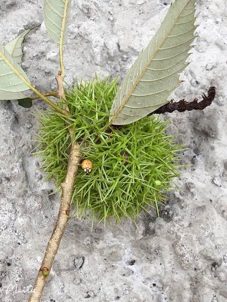 �ڲ��������רҵЧ��,����Ϊ��