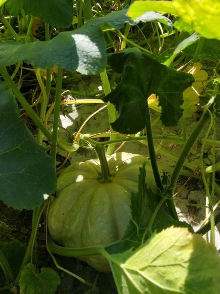 �ڲ��������רҵЧ��,����Ϊ��