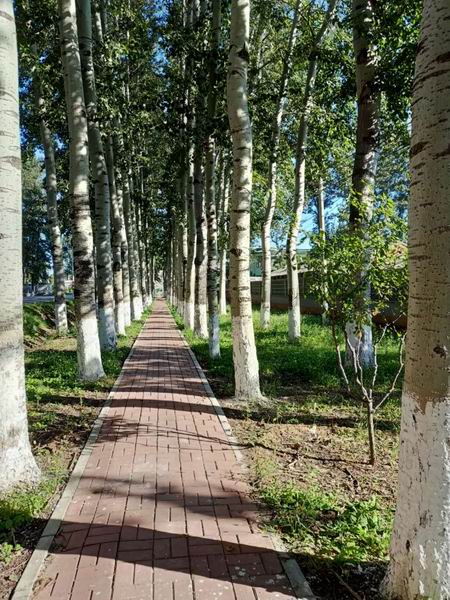 �ڲ��������רҵЧ��,����Ϊ��