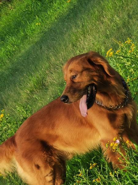 �ڲ��������רҵЧ��,����Ϊ��