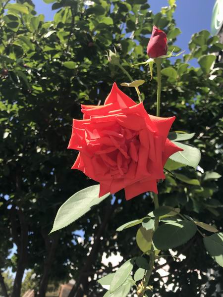 �ڲ��������רҵЧ��,����Ϊ��