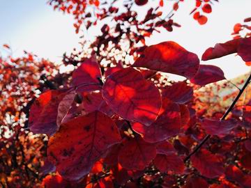 �ڲ��������רҵЧ��,����Ϊ��