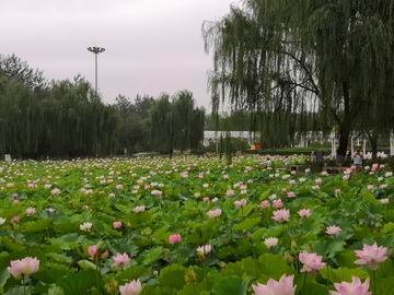 �ڲ��������רҵЧ��,����Ϊ��