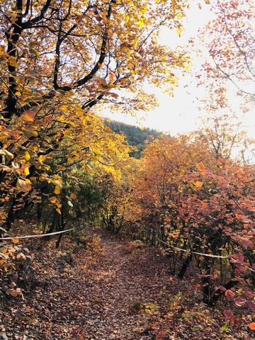 �ڲ��������רҵЧ��,����Ϊ��