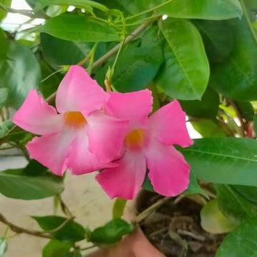 �ڲ��������רҵЧ��,����Ϊ��