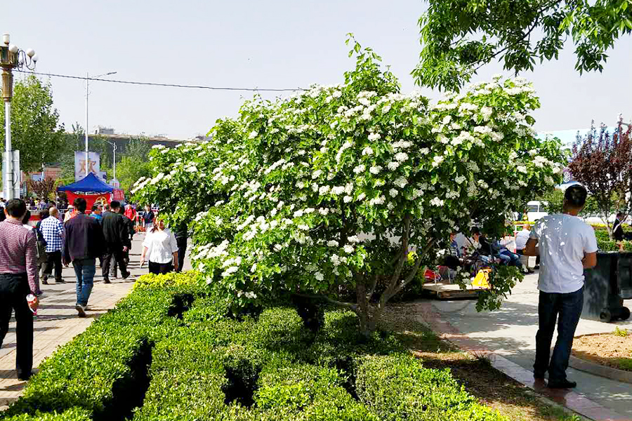 �ڲ��������רҵЧ��,����Ϊ��