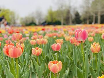 腾博会官网·专业效劳,诚信为本